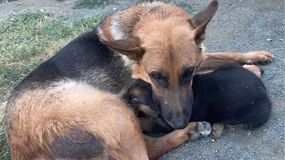 Немецкая Авчарка