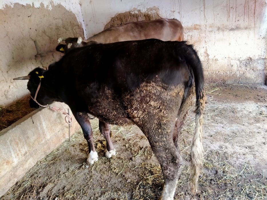 Семіз қашарлар сатылады.Сойып алуға да болады.