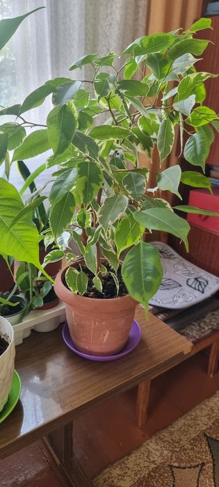 Продам комнатные цветы