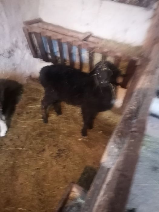 Продается барашка