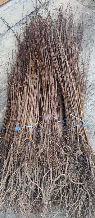 puieți de salcâm pentru împădurirea terenurilor degradate, agricole