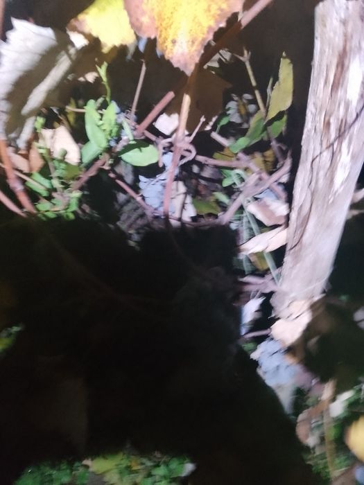 Struguri calitate buna