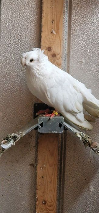 Porumbei calarasi botosani pui indieni