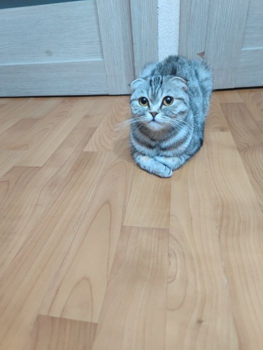 Кошка , 1.5 года
