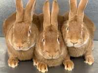 Бургундский  кролик с крольчатами