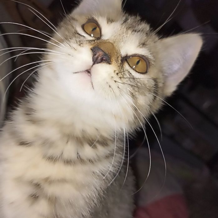 Отдам котят хорошие добрые руки