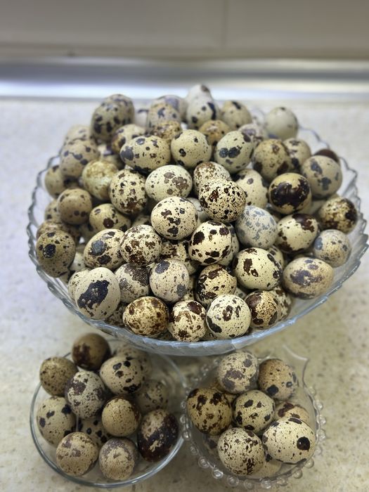 damashni bedana tuzumlari