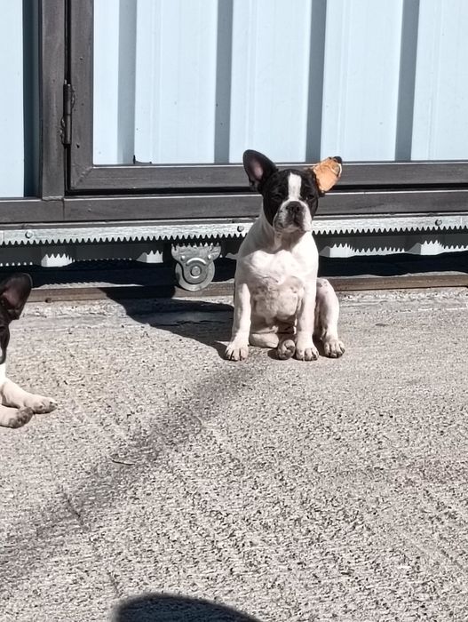 Donez doua femele bulldog