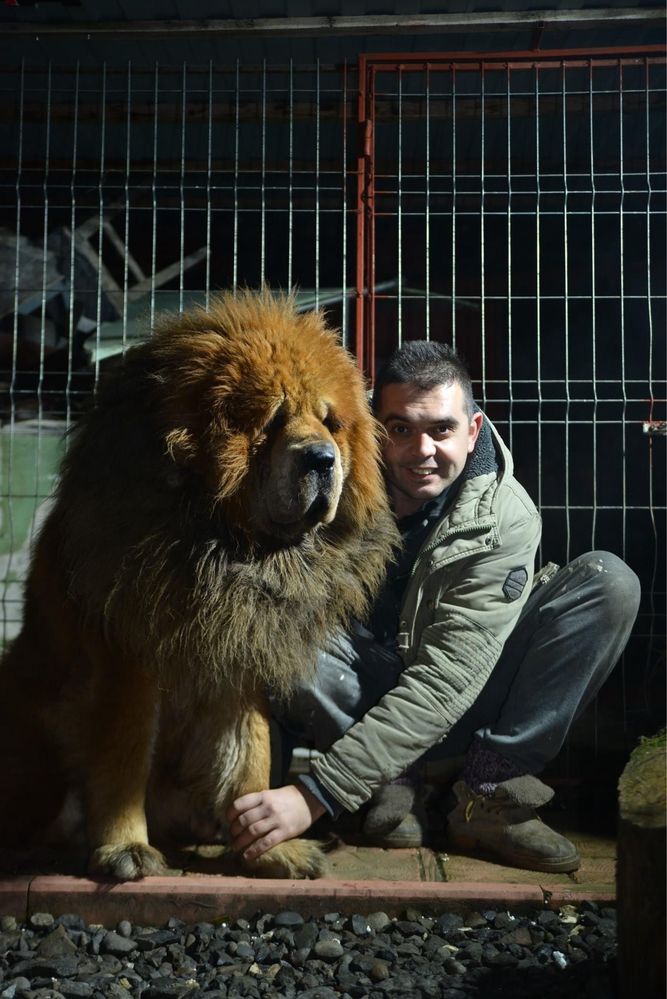 Vand mascul Mastiff Tibetan de elita, coama de leu