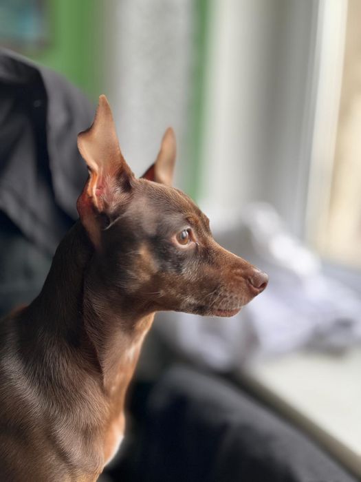 Пинчер девочка ,срочно нужен кобель для вязки.