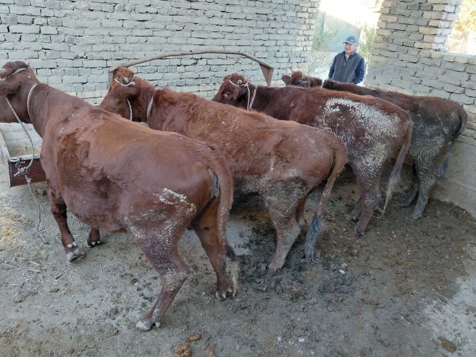 Erga tegmagan semiz g'unojinla sotiladi