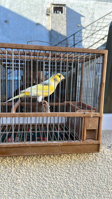 Canari timbrado espaniol