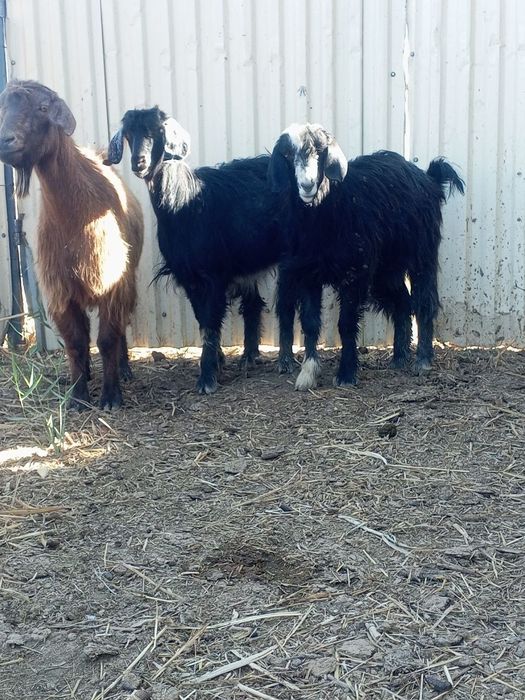 2 та кал гечила сотилади