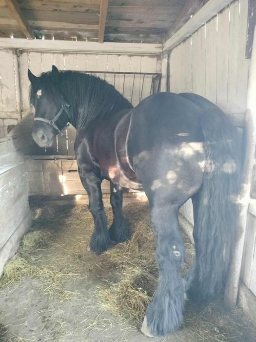 Vând mânza neagră de  6 luni