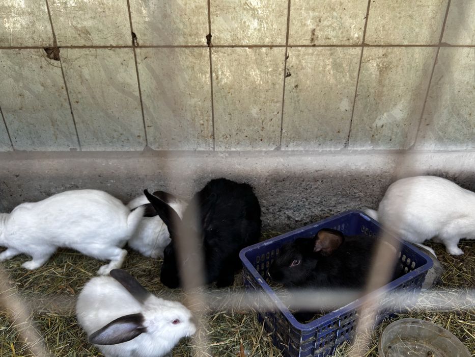 Қоян сатамын, продам кольчат