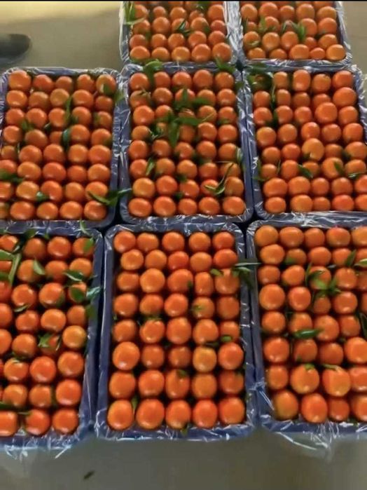 В продаже мандарин высокого сорта "Королевский", оптом и в розницу