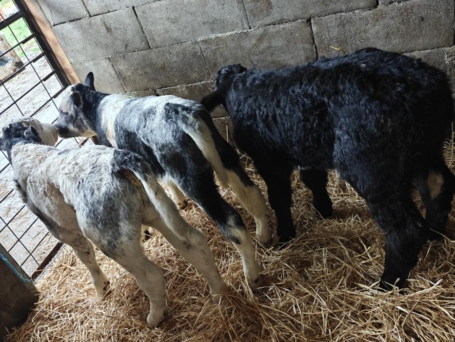 Vand taurasi si vitele