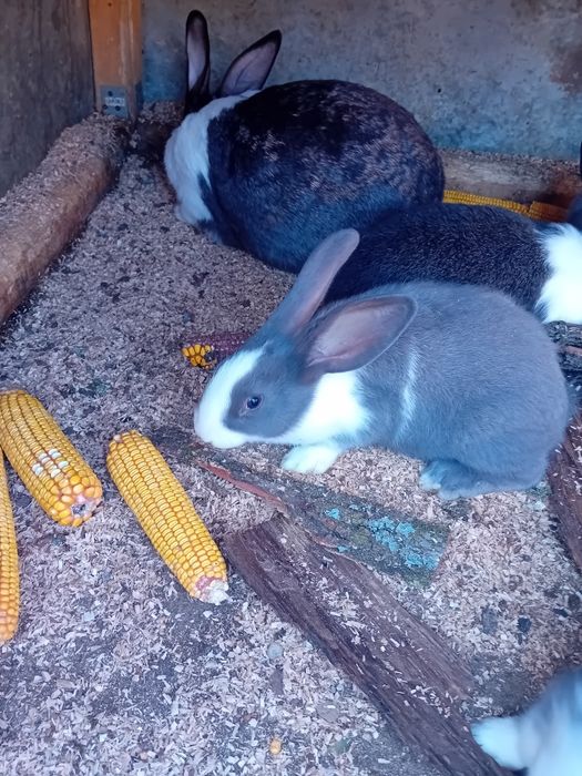 Iepuri hycole  de vanzare.