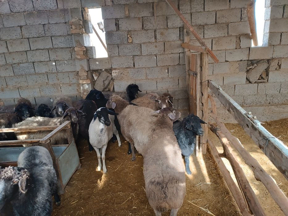 Қўй, эчки ва улоқлар сотилади. Боқилган