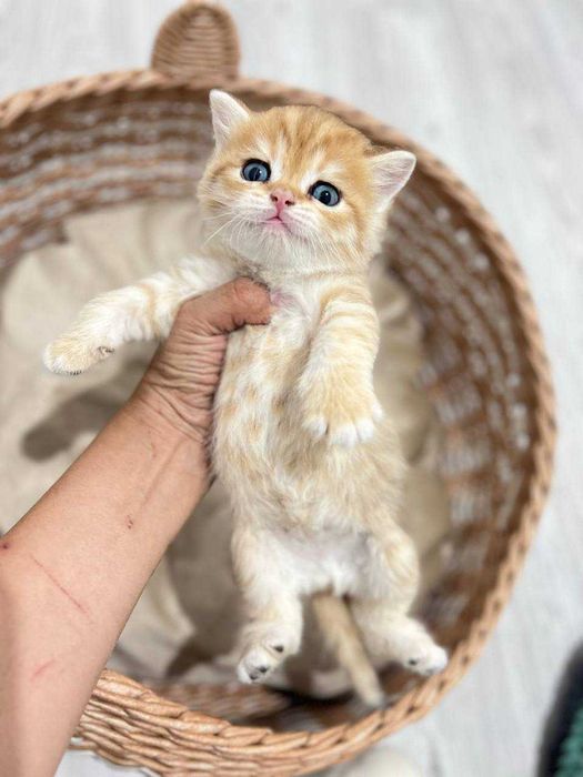 Шотландские котята