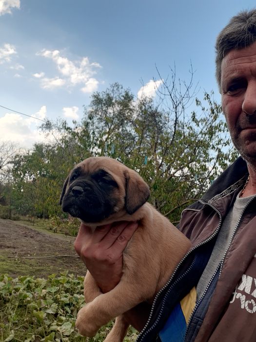 Продавам малки кученца Кане Корсо,бели и жълти.ЦЕНА по ДОГОВАРЯНЕ .