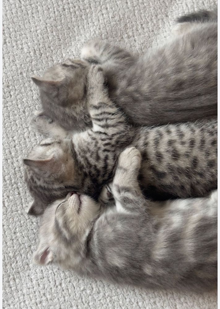 Котята умнички чистоплотные