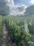 Vind struguri de vin feteasca alba si cramposie