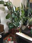 Vand Planta Ficus (Ridicare doar din Bacau)
