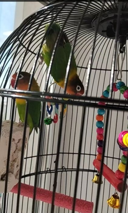 Продам два попугая