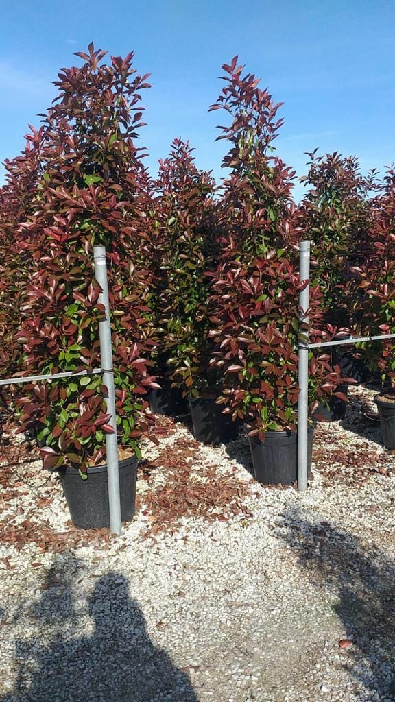 Photinia Red Robin