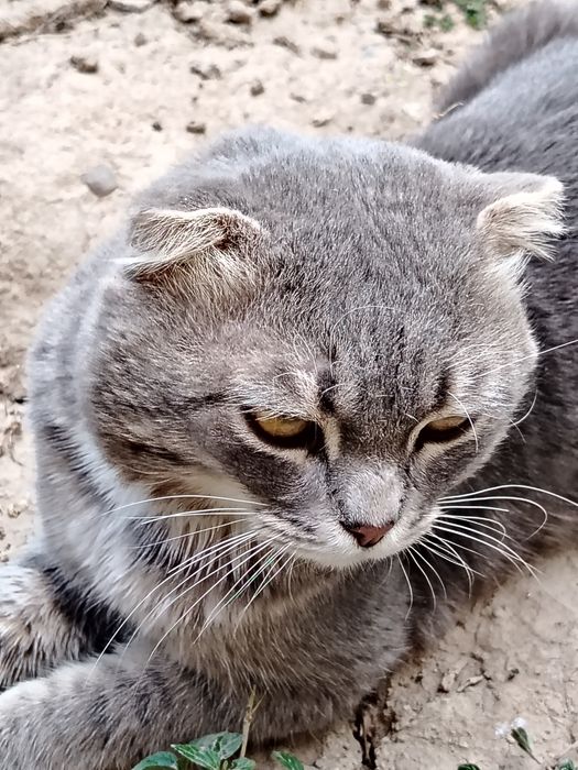Mushuklar yuvosh