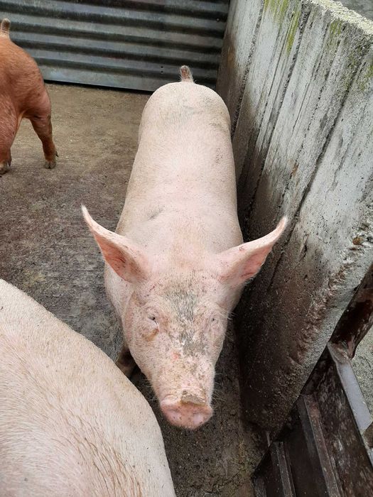 Продавам угоени прасета 6 лв за килограм