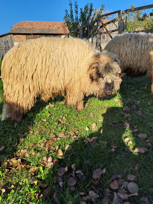 Noatini și strămior