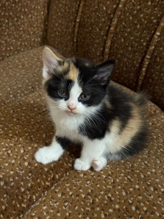 Подаряваме прекрасни котенца!