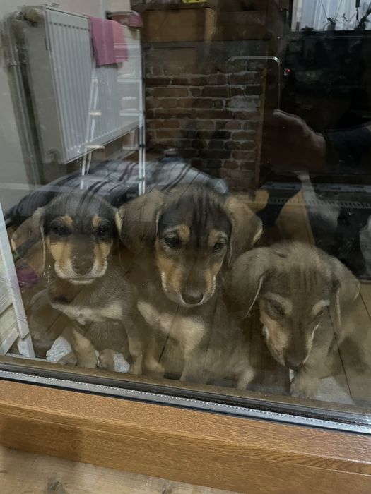 Подарявам малки ловни кученца