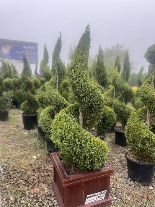 Plante ornamentale la pret de producator