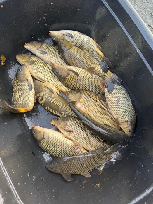 Рыба ,сазан ,живая рыба