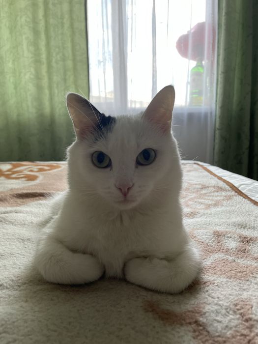 Отдам котика!в добрые руки!