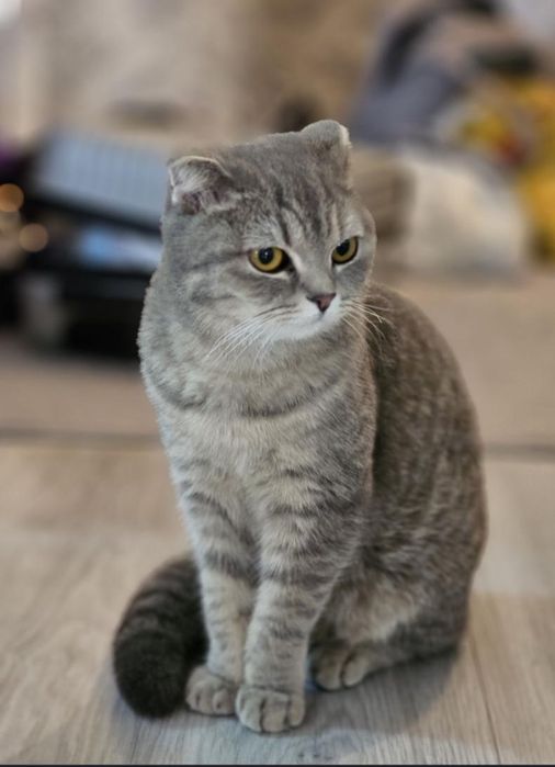 Кошка Шотландский вислоухий