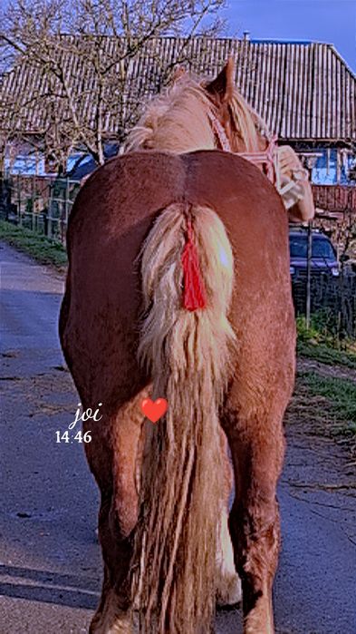 Vînd cal castrat forte bun