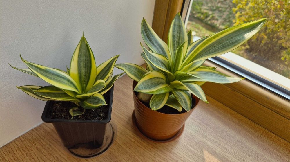 Сансивьерия Голден Ханни комнатное растение в коллекцию.