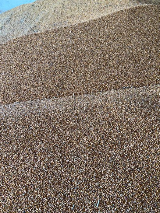Orz amestecat cu triticale