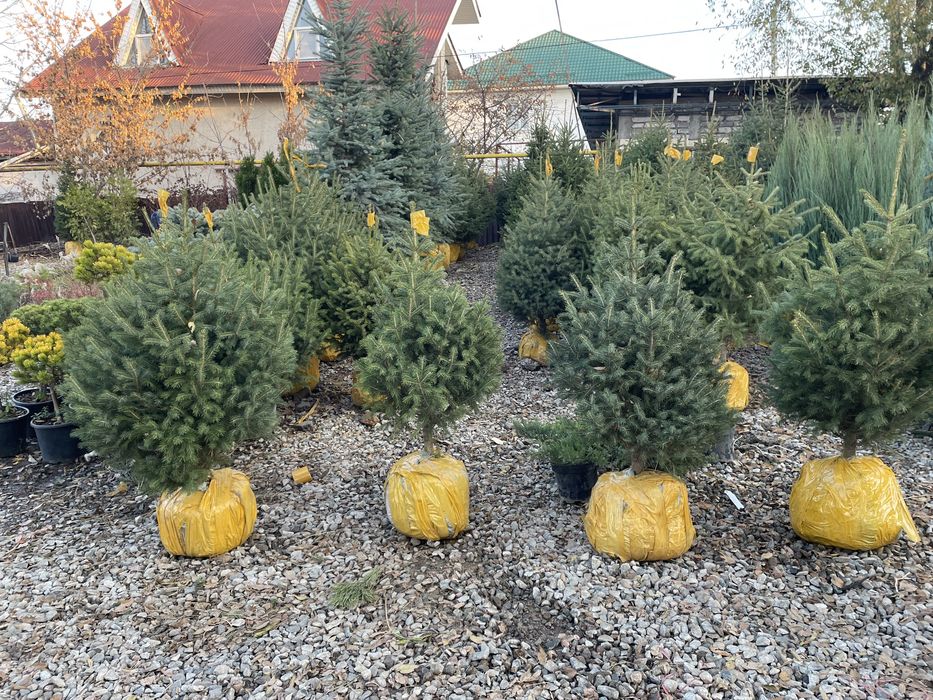 Живая елка зеленыи ели с комым землюи сосна крымка туя шар