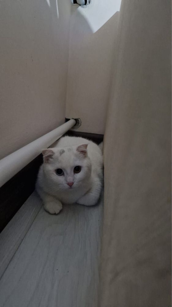 Кошка отдам бесплатно, пародистая