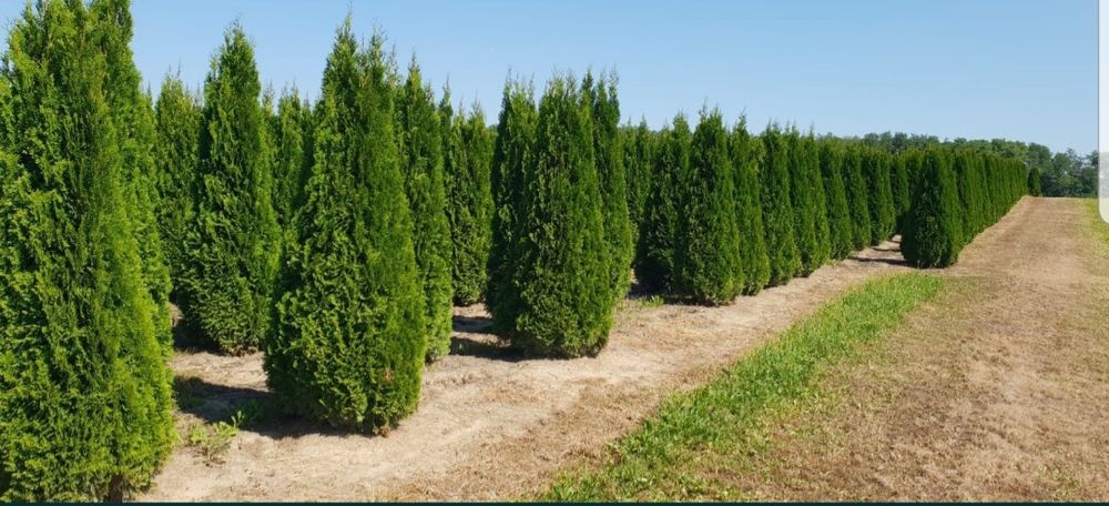 Thuja smaragd 2m +