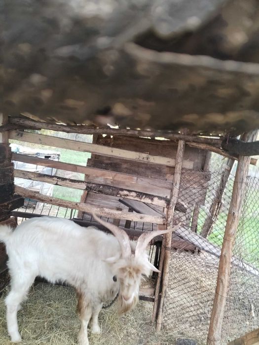 Кози  Пръч на 2 г