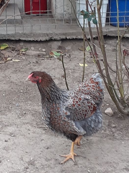 Gaini wyandotte de vanzare