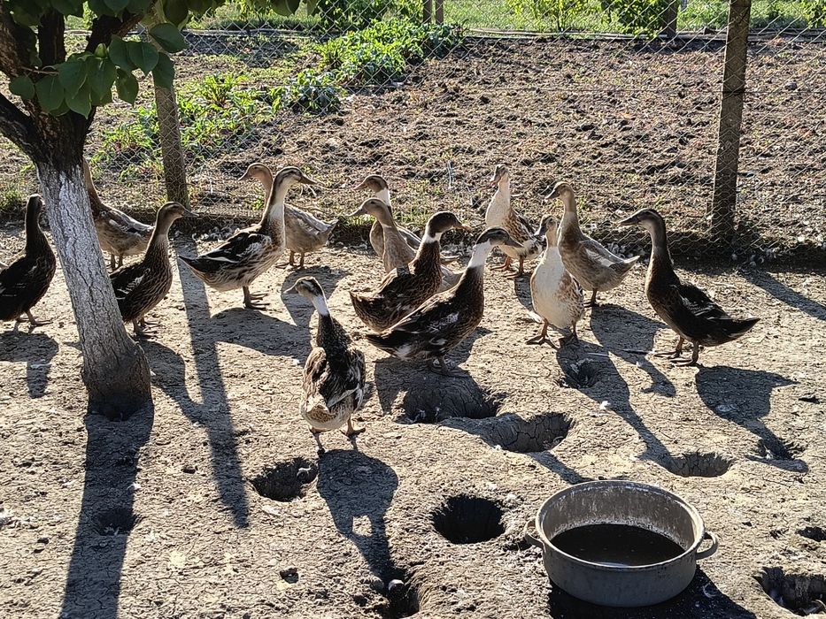 Vând rațe măcănite