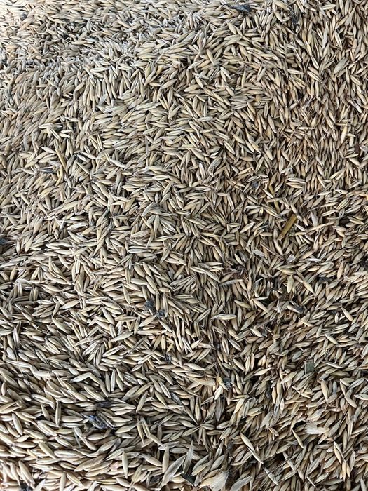 Vănd OVĂZ productia 2025