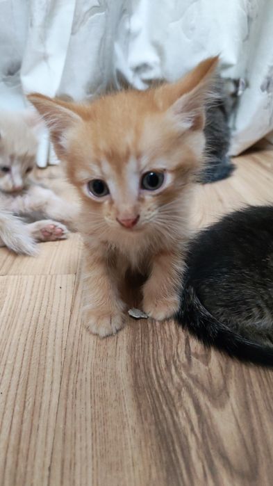 Отдам котят в хорошие руки